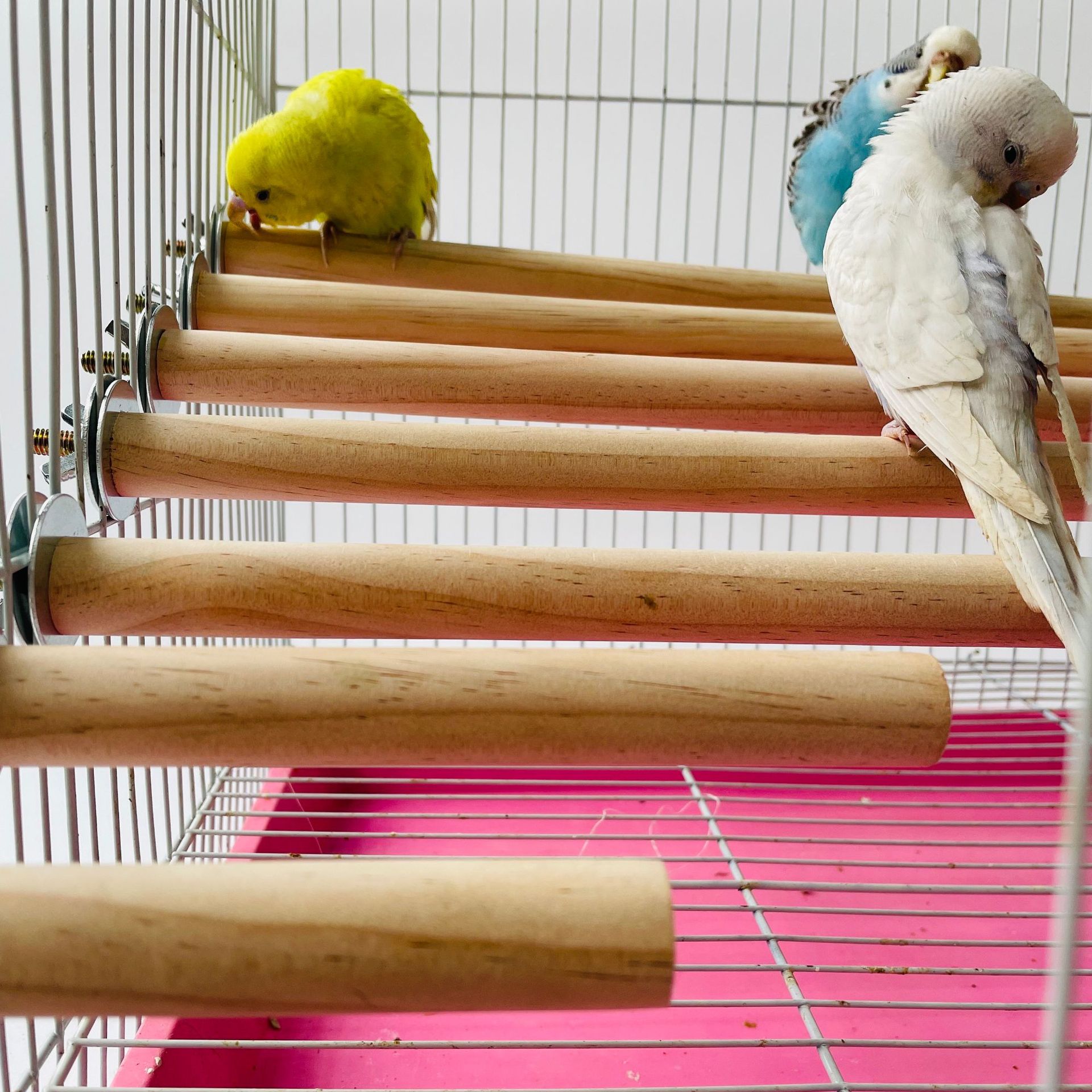 1/2ps Parrot Pet Raw Standing  - đánh giá và giá Pet X Supplies & Tack Reviews